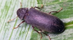 Гузби на бубачки и како да се ослободите од нив